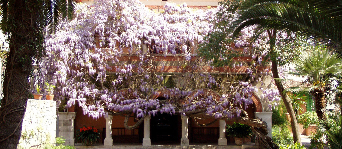 Museo esterno glicine